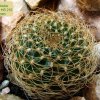 Sulcorebutia_ menesesii _HS_ 210_ 01